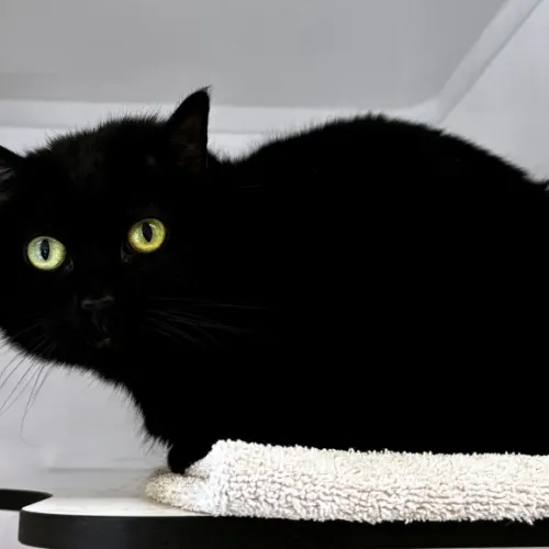 Ellie - Domestic Shorthair cat available for adoption at Cat Protection Society of Victoria in Melbourne