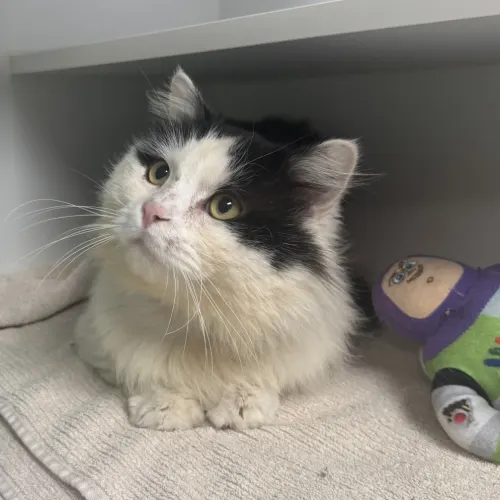 Pugsley - Domestic Longhair Mix cat available for adoption at wat djerring Animal Facility (City of Whittlesea) in Melbourne