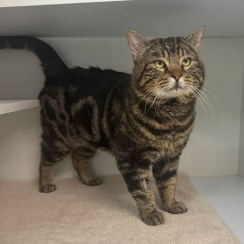 Lazy Moe - Domestic Shorthair cat available for adoption at wat djerring Animal Facility (City of Whittlesea) in Melbourne