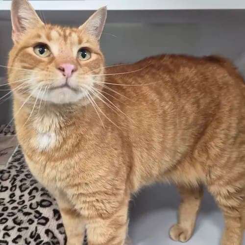 Charlie Pie - Domestic Shorthair cat available for adoption at wat djerring Animal Facility (City of Whittlesea) in Melbourne