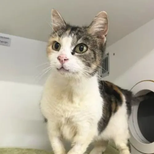 Daisy - Domestic Shorthair cat available for adoption at The Lost Dogs' Home in Melbourne