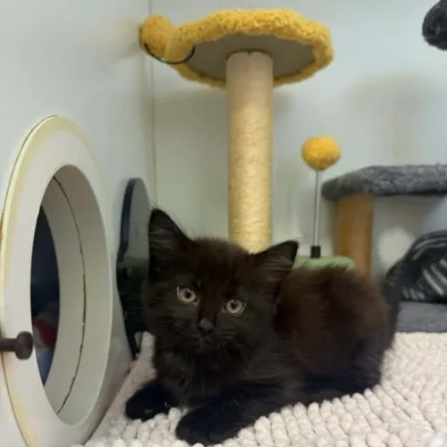 Gaf - Domestic Medium Hair cat available for adoption at Sutherland Shire Council Animal Shelter in Sydney