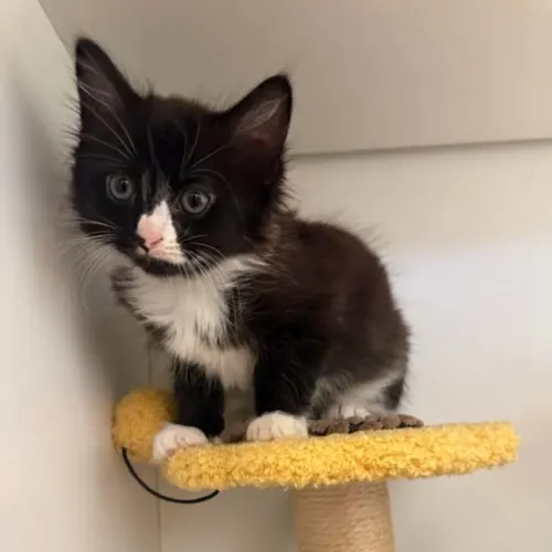 Ksyusha - Domestic Medium Hair cat available for adoption at Sutherland Shire Council Animal Shelter in Sydney