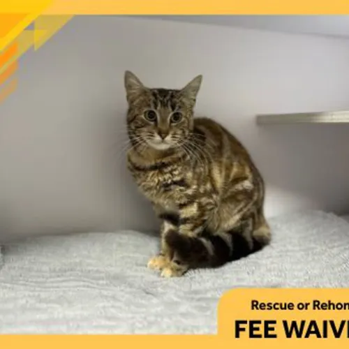 Pippy - Domestic Shorthair cat available for adoption at The Lost Dogs' Home in Melbourne
