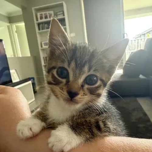 Jezebel - Domestic Shorthair cat available for adoption at Brighter Future Cat Rescue in Sydney