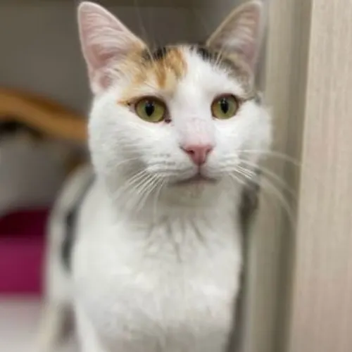Quinnie - Domestic Shorthair cat available for adoption at The Lost Dogs' Home in Melbourne