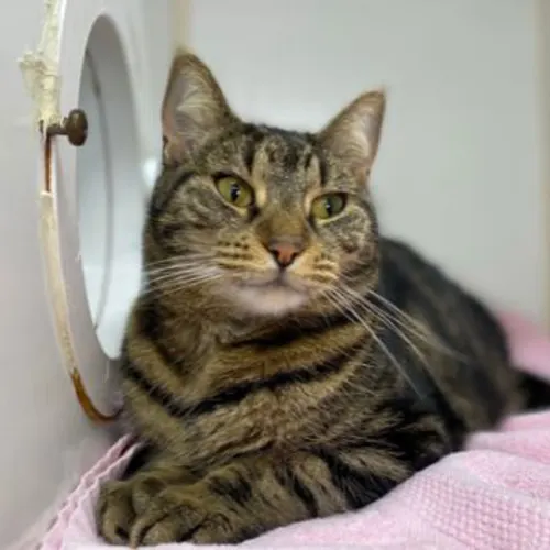 Emile - Domestic Shorthair cat available for adoption at The Lost Dogs' Home in Melbourne