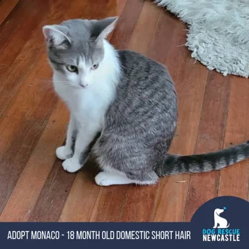 Monaco - Domestic Shorthair cat available for adoption at Dog Rescue Newcastle in Newcastle