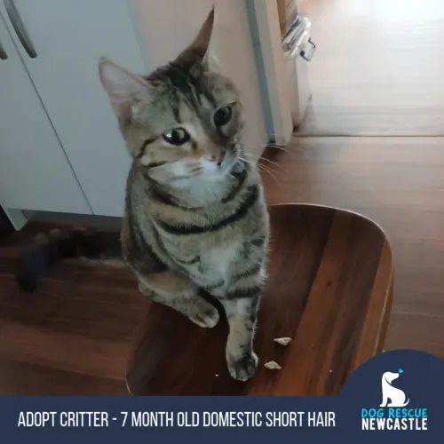 Critter - Domestic Shorthair cat available for adoption at Dog Rescue Newcastle in Newcastle