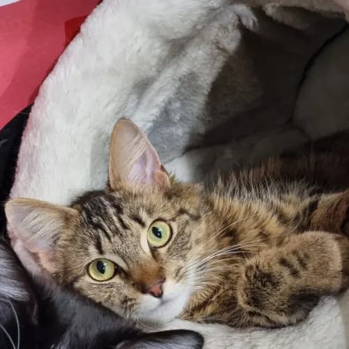 Tango - Domestic Shorthair cat available for adoption at Ballarat Animal Shelter in Ballarat