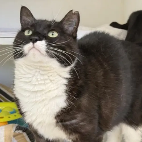 Clove - Domestic Shorthair cat available for adoption at The Lost Dogs' Home in Melbourne
