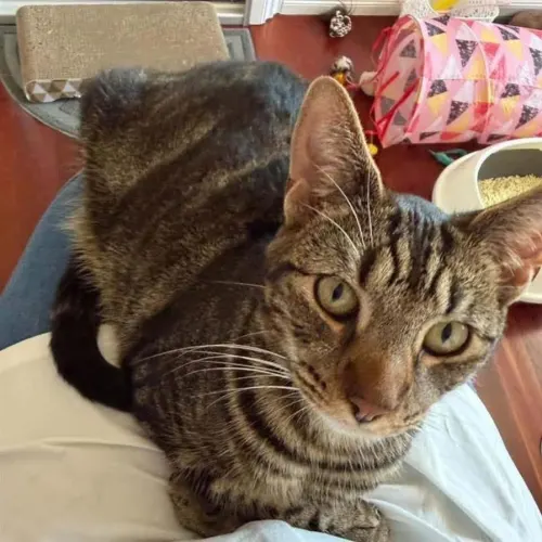 Leo - Domestic Shorthair available for adoption in Wollongong