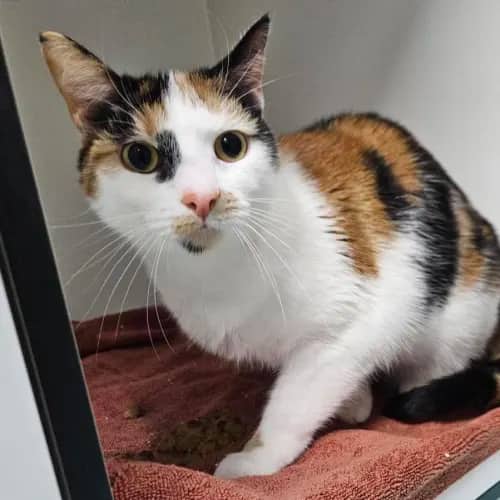 Mallory - Domestic Shorthair cat available for adoption at The Lost Dogs' Home in Melbourne