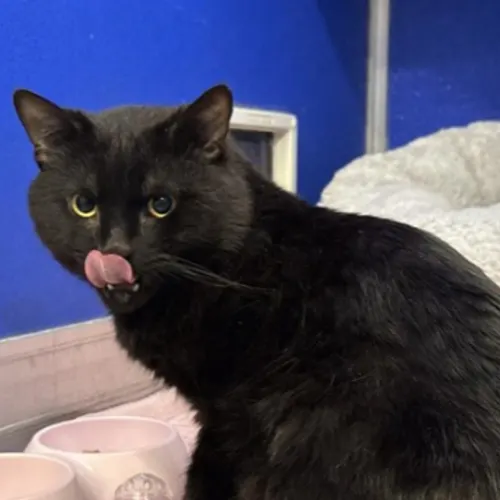 Hadrian - Domestic Shorthair cat available for adoption at The Lost Dogs' Home in Melbourne