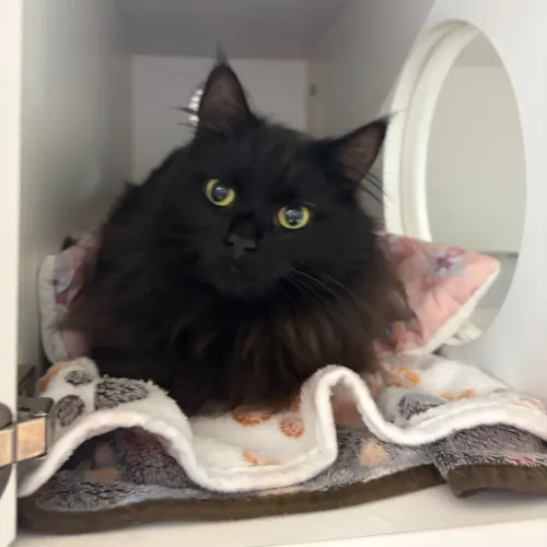 Liquorice - Domestic Medium Hair cat available for adoption at Ballarat Animal Shelter in Ballarat