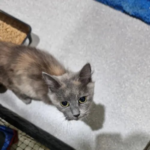 Mags - Domestic Shorthair cat available for adoption at Ballarat Animal Shelter in Ballarat
