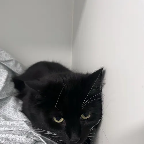 Esme - Domestic Medium Hair cat available for adoption at wat djerring Animal Facility (City of Whittlesea) in Melbourne