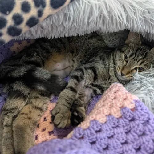 Sierra - Domestic Shorthair cat available for adoption at Bendigo Animal Relief Centre (BARC) in Bendigo