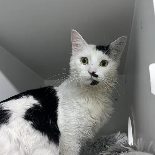 Messi - Domestic Medium Hair cat available for adoption at wat djerring Animal Facility (City of Whittlesea) in Melbourne