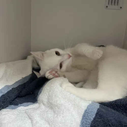 Nelly - Domestic Shorthair cat available for adoption at wat djerring Animal Facility (City of Whittlesea) in Melbourne
