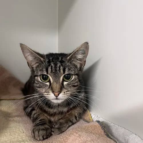 Kali - Domestic Shorthair cat available for adoption at wat djerring Animal Facility (City of Whittlesea) in Melbourne