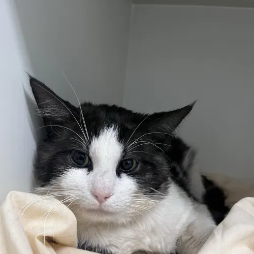 Toga - Domestic Shorthair cat available for adoption at wat djerring Animal Facility (City of Whittlesea) in Melbourne