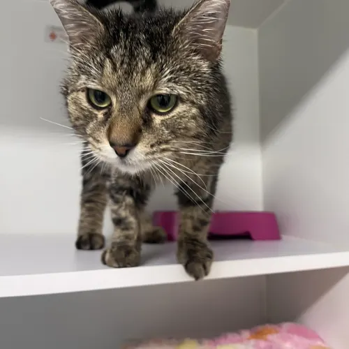 Earl - Domestic Shorthair cat available for adoption at wat djerring Animal Facility (City of Whittlesea) in Melbourne