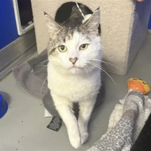 Hector - Domestic Shorthair cat available for adoption at The Lost Dogs' Home in Melbourne