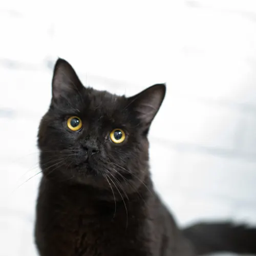 Moe - Domestic Shorthair cat available for adoption at Hawkesbury Companion Animal Shelter in Sydney
