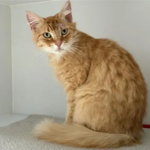 Wally - Domestic Medium Hair cat available for adoption at The Lost Dogs' Home in Melbourne