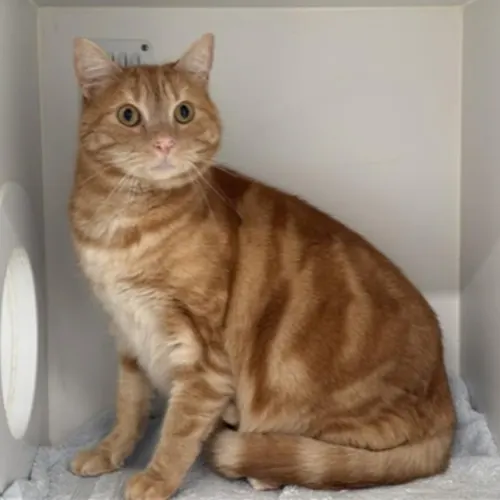 Toto - Domestic Shorthair cat available for adoption at The Lost Dogs' Home in Melbourne