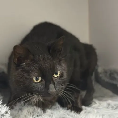 Molly - Domestic Shorthair cat available for adoption at The Lost Dogs' Home in Melbourne