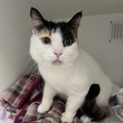 Summer - Domestic Shorthair cat available for adoption at wat djerring Animal Facility (City of Whittlesea) in Melbourne