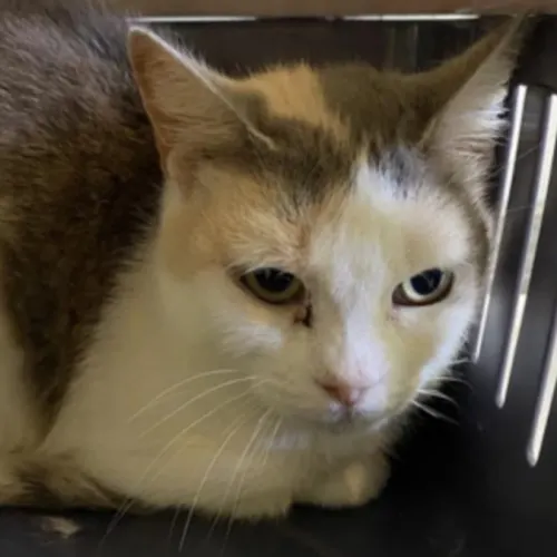 Belle - Domestic Shorthair cat available for adoption at Wollongong City Council (Wollongong Pet Connection) in Wollongong