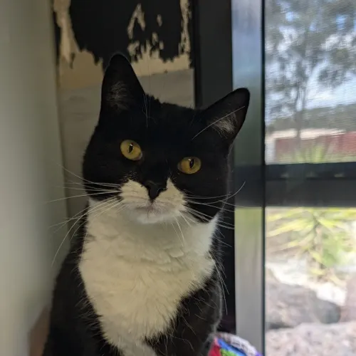 Wednesday - Domestic Shorthair cat available for adoption at Bendigo Animal Relief Centre (BARC) in Bendigo