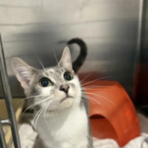 Jagger - Domestic Shorthair cat available for adoption at Wollongong City Council (Wollongong Pet Connection) in Wollongong