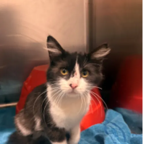 Quill - Domestic Shorthair cat available for adoption at Wollongong City Council (Wollongong Pet Connection) in Wollongong