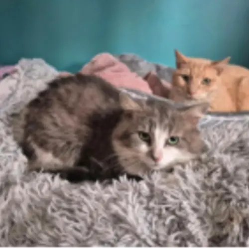Oliver - Domestic Shorthair cat available for adoption at Wollongong City Council (Wollongong Pet Connection) in Wollongong