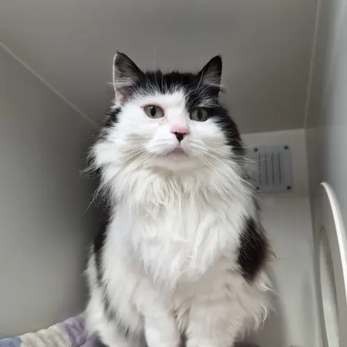 Sally - Domestic Medium Hair cat available for adoption at wat djerring Animal Facility (City of Whittlesea) in Melbourne