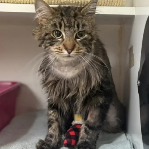 Kiwi - Domestic Medium Hair cat available for adoption at The Lost Dogs' Home in Melbourne
