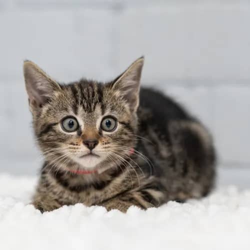Grape - Domestic Shorthair cat available for adoption at Hawkesbury Companion Animal Shelter in Sydney