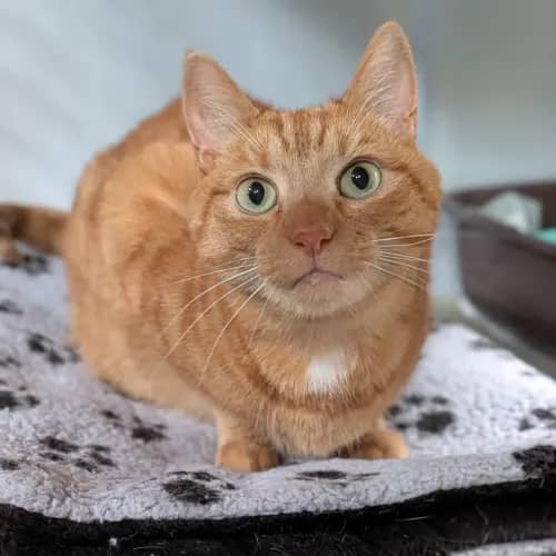 Dottie - Domestic Shorthair cat available for adoption at Save-A-Dog Scheme in Melbourne