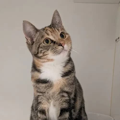 Law - Domestic Shorthair cat available for adoption at Save-A-Dog Scheme in Melbourne