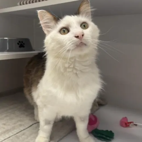 Monty - Domestic Medium Hair cat available for adoption at The Lost Dogs' Home in Melbourne