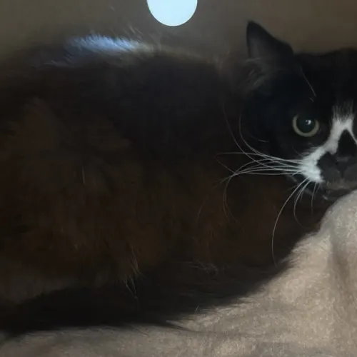 Ignazia - Domestic Medium Hair cat available for adoption at wat djerring Animal Facility (City of Whittlesea) in Melbourne