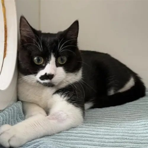 Sarge - Domestic Shorthair cat available for adoption at The Lost Dogs' Home in Melbourne