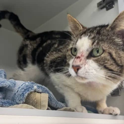 Monty - Domestic Shorthair cat available for adoption at wat djerring Animal Facility (City of Whittlesea) in Melbourne