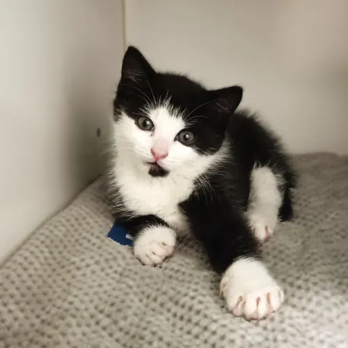 Casio - Domestic Shorthair cat available for adoption at Save-A-Dog Scheme in Melbourne
