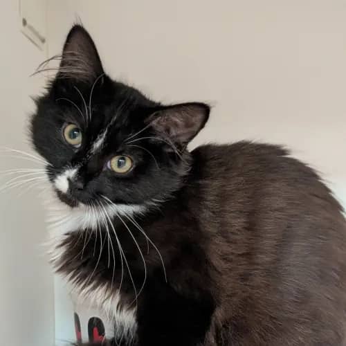 Coke Zero - Domestic Shorthair cat available for adoption at Save-A-Dog Scheme in Melbourne