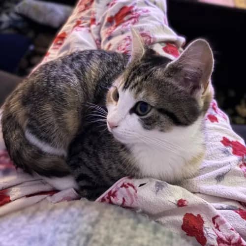 Lollipop - Domestic Shorthair cat available for adoption at Save-A-Dog Scheme in Melbourne